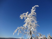 Bayerischer Wald im Winter